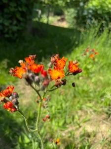 a group of orange flowers in a field at Arduinna's Nest B&B in Neufchâteau