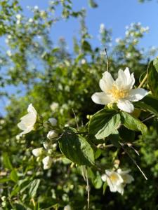 a group of white flowers on a tree at Arduinna's Nest B&B in Neufchâteau