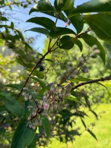 a branch of a tree with fruit on it at Arduinna's Nest B&B in Neufchâteau