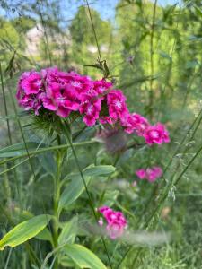 a bunch of pink flowers in a garden at Arduinna's Nest B&B in Neufchâteau