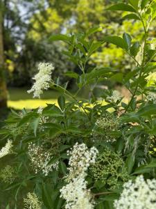 a bush with white flowers in a garden at Arduinna's Nest B&B in Neufchâteau
