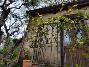 Zahrada ubytování Bed and Breakfast Tenuta Palmieri ONLY ADULT