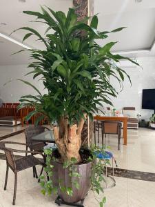 a large plant in a large pot in a room at Ngọc Bích Luxury in Cat Ba