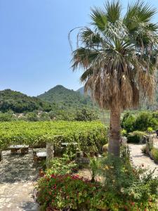 a palm tree in the middle of a vineyard at Villa Radulj in Kozarica