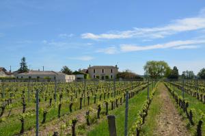 a vineyard with a bunch of vines at Château la Renommée in Saint-Laurent-des-Combes