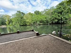 a dog standing on a dock in a lake at Studio for City Breaks in Balham in London
