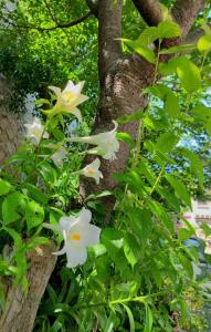 En hage utenfor 津沙小筑