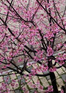 En hage utenfor 津沙小筑