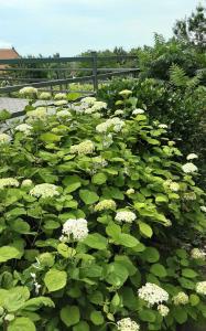 Un jardín lleno de flores blancas y una valla. en Apartments in Badacsony - Balaton 50626, en Badacsony