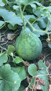 a green pumpkin is growing on a plant at Cozy large room in quiet neighborhood in Leavenworth