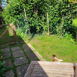 a cat sitting in the grass next to a fence at La Petite Pièce in Beaulieu-sous-la-Roche +3 photos