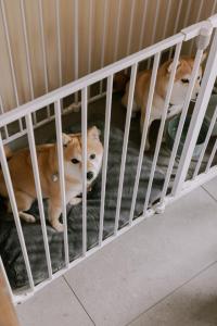 和主人一起入住紡ノ座 築100年 一日一組限定のモダン古民家ステイ的宠物