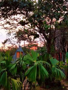 un grupo de plantas frente a una casa en Country house, en Soná