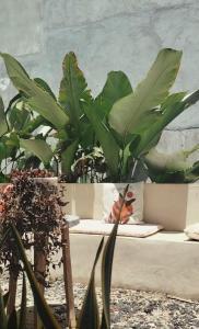 Una gran planta verde sentada junto a un sofá. en Country house, en Soná