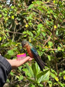 Άλλα ζώα σε αυτό το bed & breakfast ή στη γύρω περιοχή