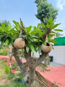 Zahrada ubytování Gaurika Farmhouse