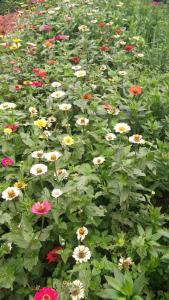 Giardino di Glenfall Guest
