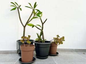 Fotografia z galérie ubytovania Apartamentos Varela 14 v destinácii Málaga
