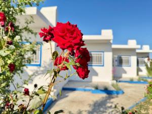 A garden outside El Greco Apartments in Tigaki, near the sea - No 3