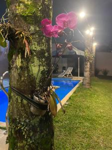 a tree with a pot on it next to a pool at Casa com Piscina, Churrasqueira e Quartos amplos in São Bernardo do Campo +66 photos