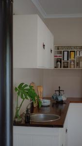 eine Küchenspüle mit einer Pflanze auf der Theke in der Unterkunft Hoogwater Cottage in Wolseley