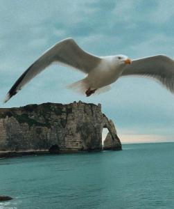 a white bird flying over the ocean with a rock formation at Charmante maison de pêcheur Etretat in Étretat