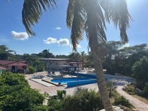 eine Palme vor einem Pool in der Unterkunft Aquila apartments en studios in Willemstad