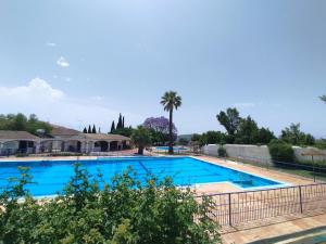 una gran piscina con una palmera en el fondo en Casa Victor, en São Brás de Alportel