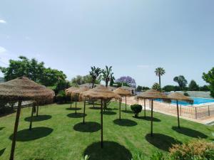 Un grupo de sombrillas de paja en el césped cerca de una piscina. en Casa Victor, en São Brás de Alportel
