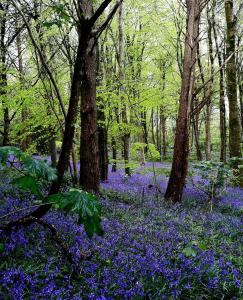 ein Wald voller blauer Blumen und Bäume in der Unterkunft Yarde cottage rural Devon Dog friendly in Membury + 7 Fotos