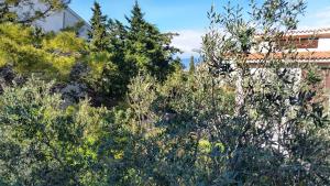 a group of trees in front of a building at Holiday Home Darko in Novalja