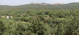 an aerial view of a forest of trees at Le refuge de Vittel in Ifrane