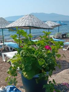 a plant in a pot on the beach with umbrellas at H A Pansiyon in Ayvacık