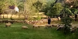 a herd of sheep grazing in a field of grass at Marmite et traversin in Cénevières +9 photos