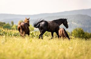 two horses running in a field of tall grass at SEDRA Holiday Resort-Adults Only-Bed & Breakfast in Grabovac