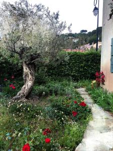 a tree in the middle of a garden with flowers at Maison Serra - Jacuzzi, Sauna in Collioure