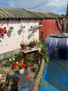 a garden with potted plants on a wall at Casuta Alga Sulina in Sulina