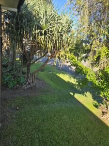 a palm tree in the yard of a house at The Crab Pot Sunshine Coast in Maroochydore +4 photos