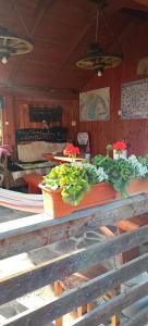 a table with some plants on top of it at Hegyi Vendégház in Vărşag +19 photos