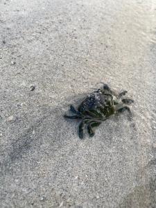 LangenesにあるKoselig hytte nær sandstrandのギャラリーの写真