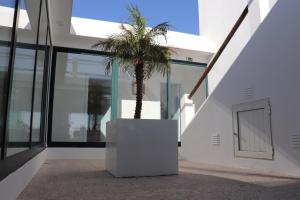 a palm tree in a white planter next to a building at Monte da Figueira Brava in Aldeia dos Ruins