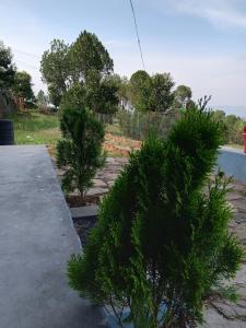 a group of trees in a yard with aphalt at the kasar devi stays in Almora