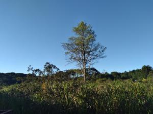 a tree in a field of tall grass at Pousada do Itupava in Quatro Barras