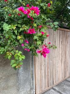 Zahrada ubytování Ti Lakaz Kreol 1 + 30 fotografií