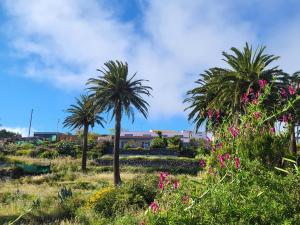 eine Gruppe von Palmen auf einem Feld mit Blumen in der Unterkunft Casa Tara Ruhe und Entspannung, Natur pur in Acardece