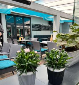 two potted plants on a table in a restaurant at Campingplatz auf Rügen - Stellplatz für Wohnmobile , Wohnwagen , auch zum Zelten - in direkter Nähe zum Naturstrand -Natur Pur - Feriensiedlung Schwalbennest in Dranske +6 photos