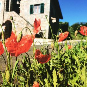 a field of red poppies in front of a house at Agriturismo Angiò nel Cerè in Bracelli