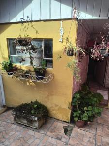 a yellow wall with potted plants and a window at Flores da vovó in Campos do Jordão