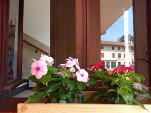 a potted plant with pink flowers in a window at Luce del Mattino in San Vito al Tagliamento