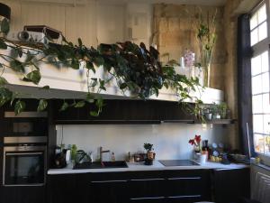 a kitchen with lots of plants on the shelves at Canapé-lit Men Only LGBT appart 18e proche centre ville in Bordeaux